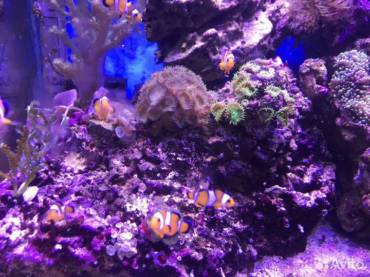 Морская живность и все для запуска