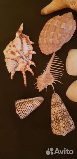 Морские ракушки и шишки