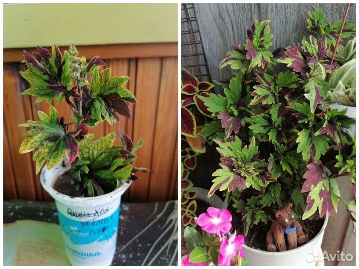 Комнатные цветы