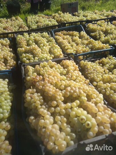 Виноград сорта агадаи