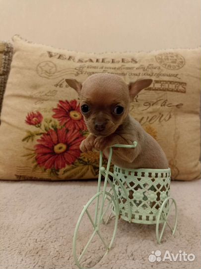 Щенки чихуахуа micro