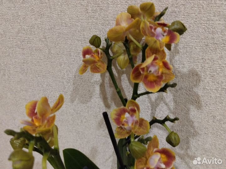 Орхидея фаленопсис мультифлора бабочка
