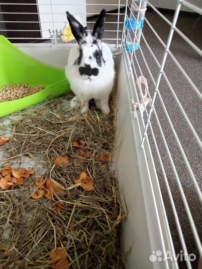 Продам кролика с клеткой