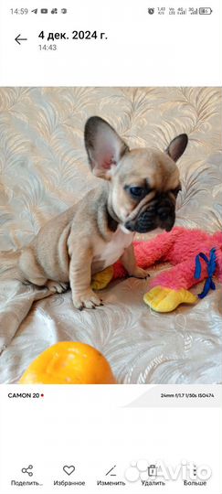 Французский бульдог щенки