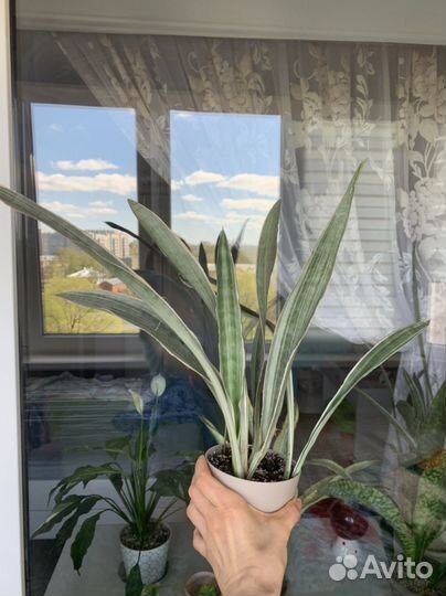 Сансевиерия