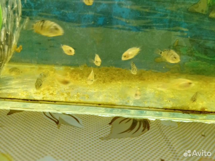 Аквариумные рыбки