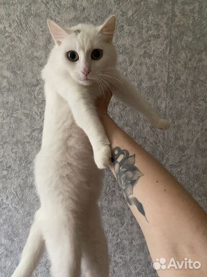 Кошки в добрые руки