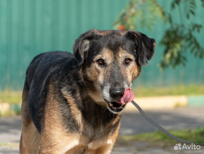 Пикассо - преданный друг для любящего хозяина