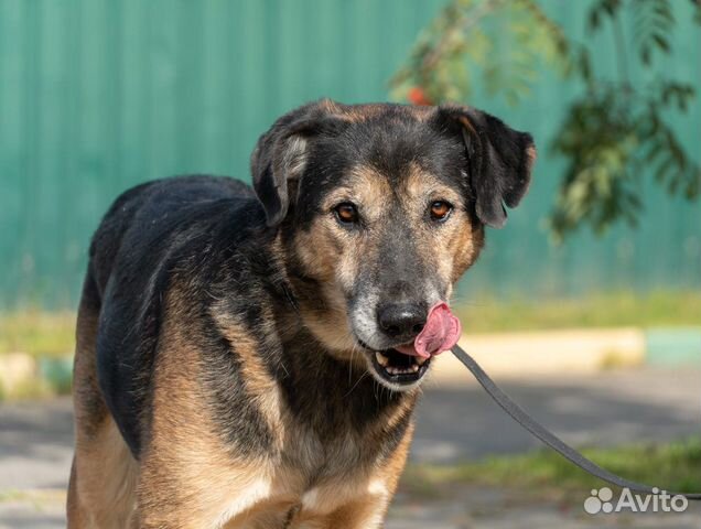 Пикассо - преданный друг для любящего хозяина