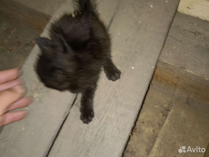 Кошечка в добрые руки