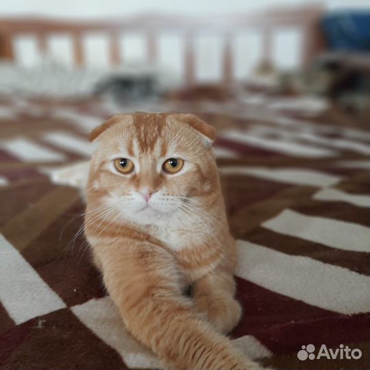 Шотландская