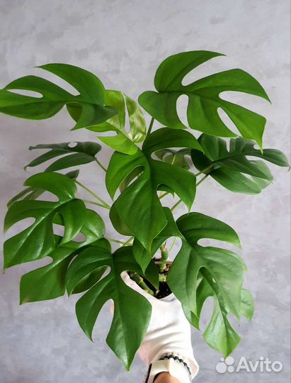 Рафидофора тетрасперма