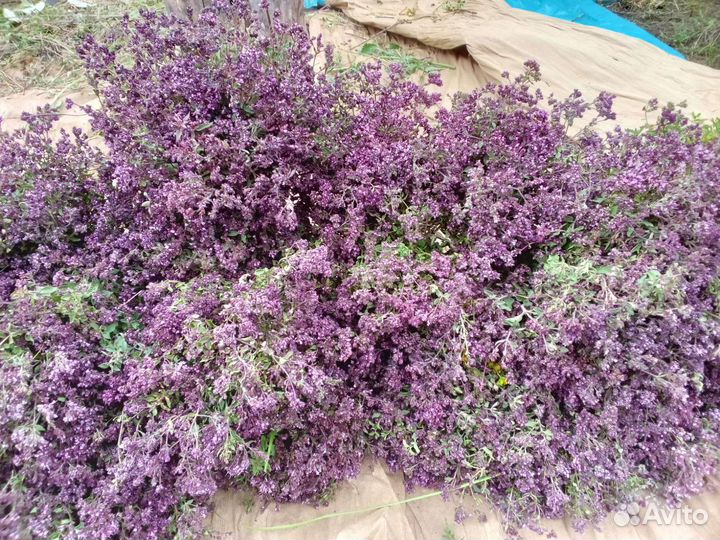 Душица, зверобой, мились2023