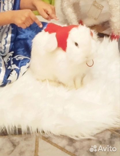 Декоративные кролики