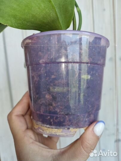 Орхидея фаленопсис Лиодоро