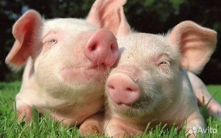 Поросята