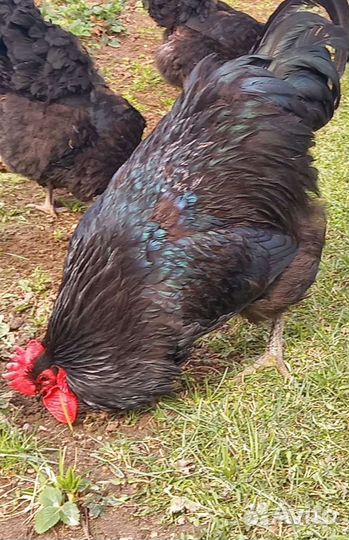 Петух джерсийский гигант черный