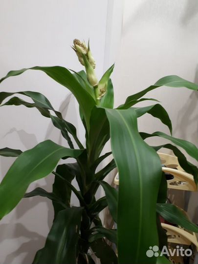 Драцена фрагранс Голден Кост