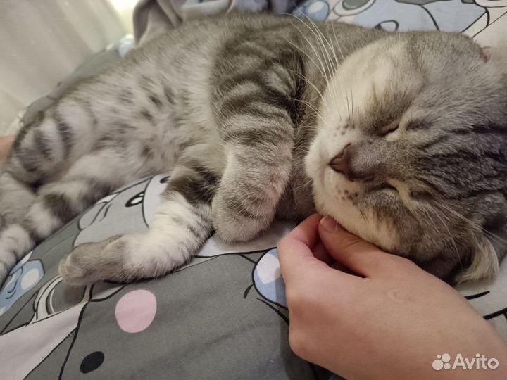 Отдам кота в добрые руки