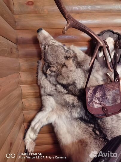 Шкура волка