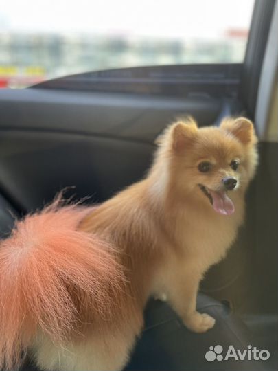 Мини шпиц вязка