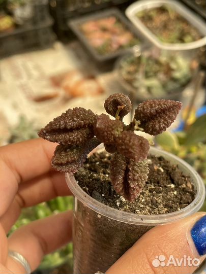 Суккуленты