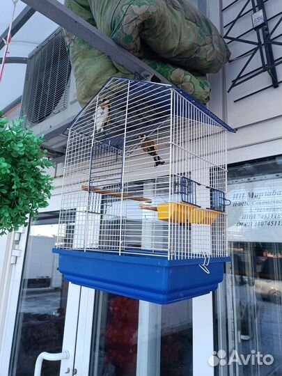 Птица щегол