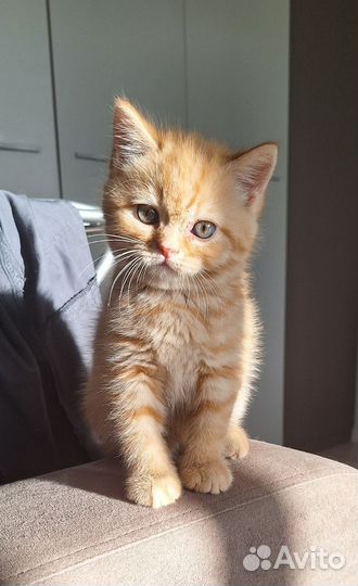 Шотландские котята