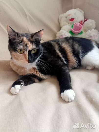 Кошечка 1,5 года