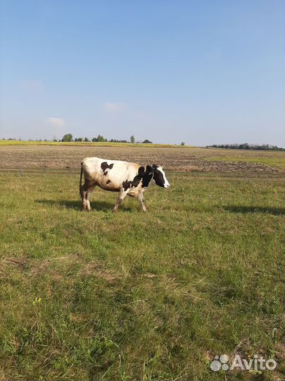 Молодые тёлки