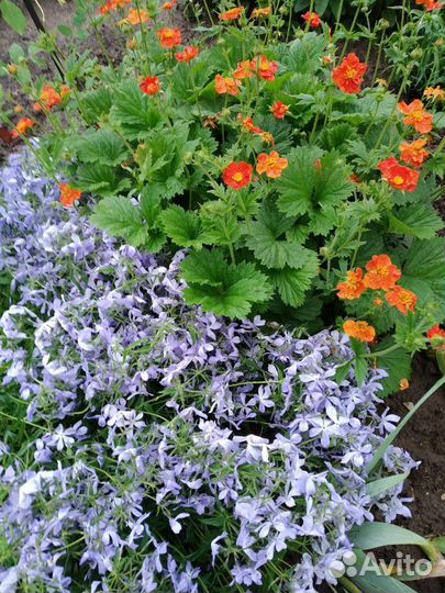 Многолетники