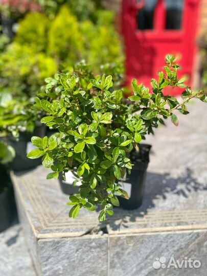 Саженцы декортивных растений