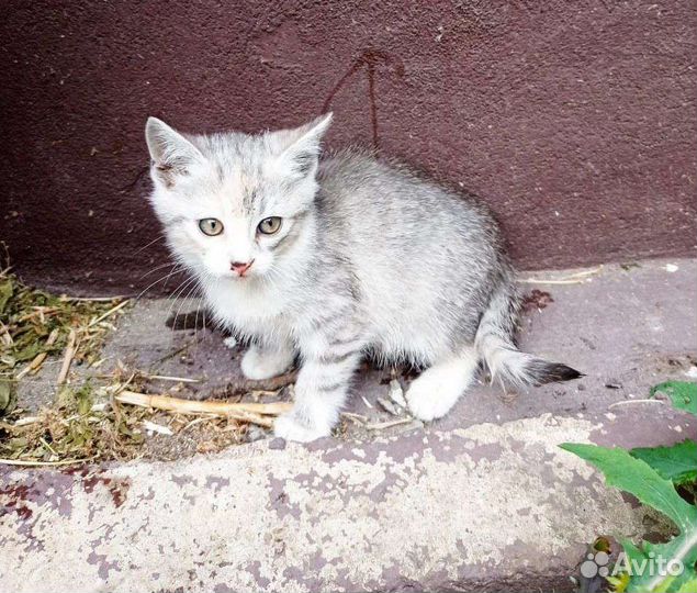 Кошечка в добрые руки