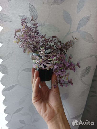 Комнатные растения цветы