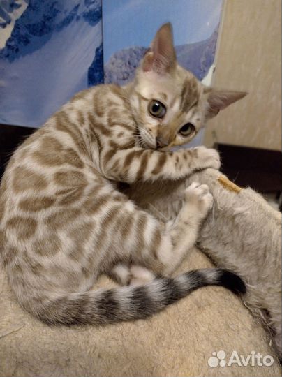 Бенгальская