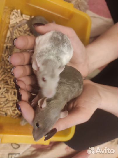 Крысята дамбо