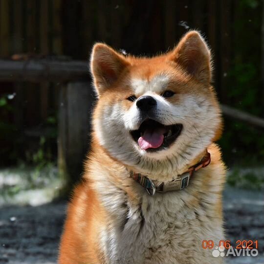Щенки акита ину