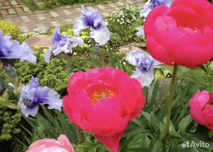 Пион Цитереа