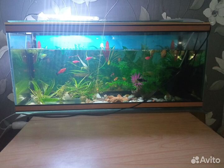 Аквариум с рыбками