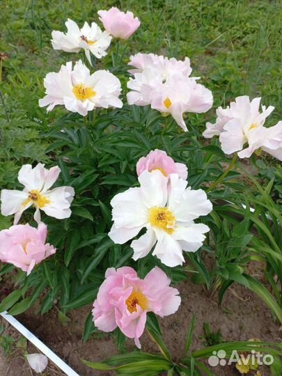 Пион Пинк Принцесс