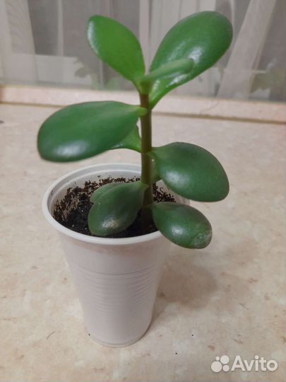 Крассула (толстянка или денежное дерево)