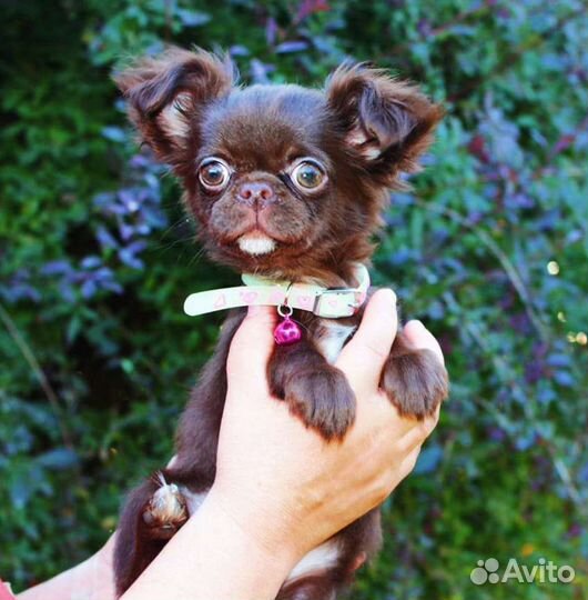 Девочка шоколад дш чихуа