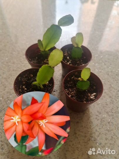 Рипсалидопсисы (пасхальник) сортовые