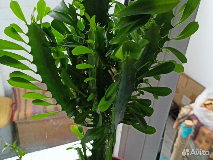 Молочай 60 см