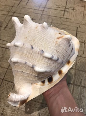Морская раковина Кассис корнута 22см
