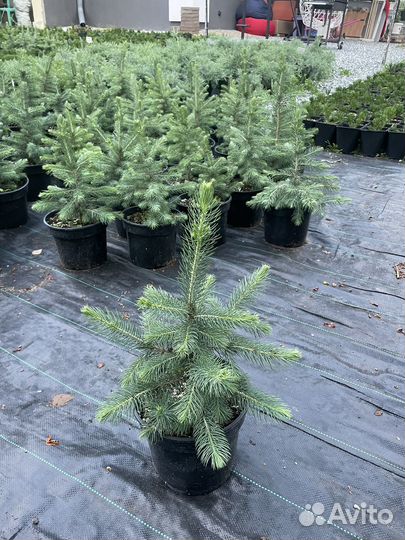 Ель голубая саженцы