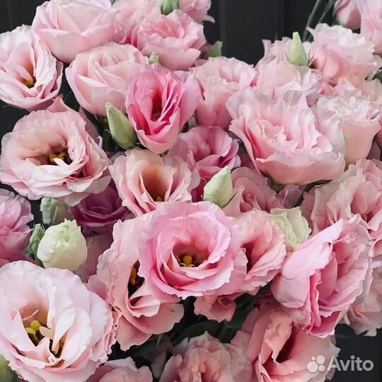 Рассада эустомы Love me