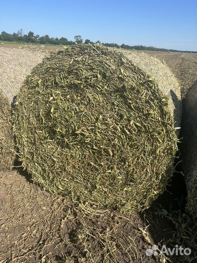 Сено, суданка, разнотравье гороховая солома