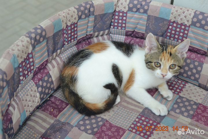 Мальта котенок в добрые руки