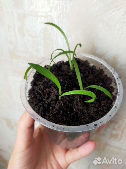 Гиппеаструм